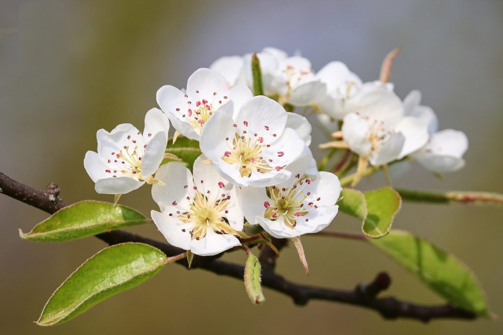 floraison des pommiers et poiriers