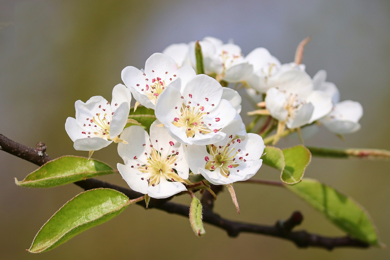 floraison des pommiers et poiriers