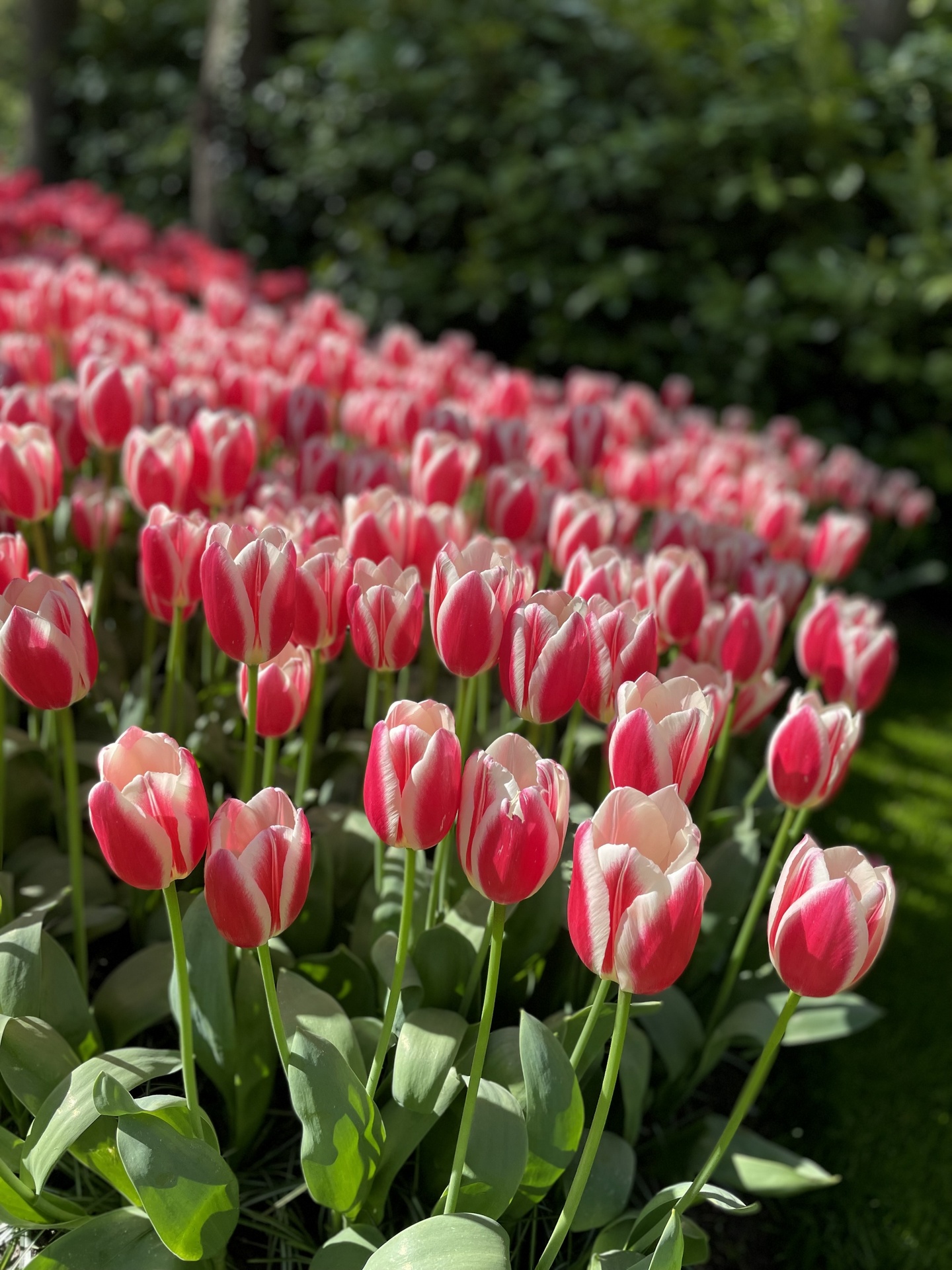 Services Jardinage