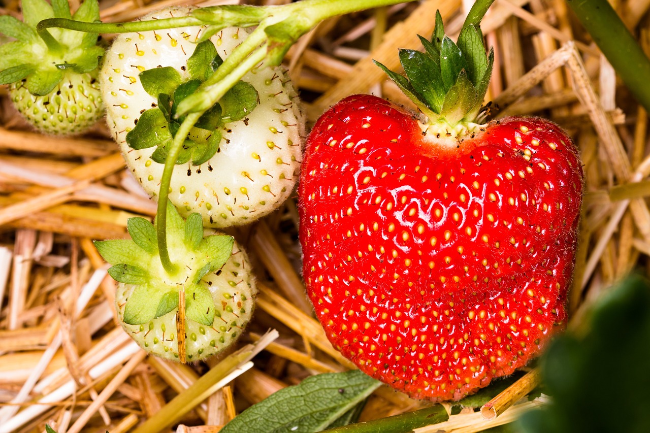 la division des fraisiers