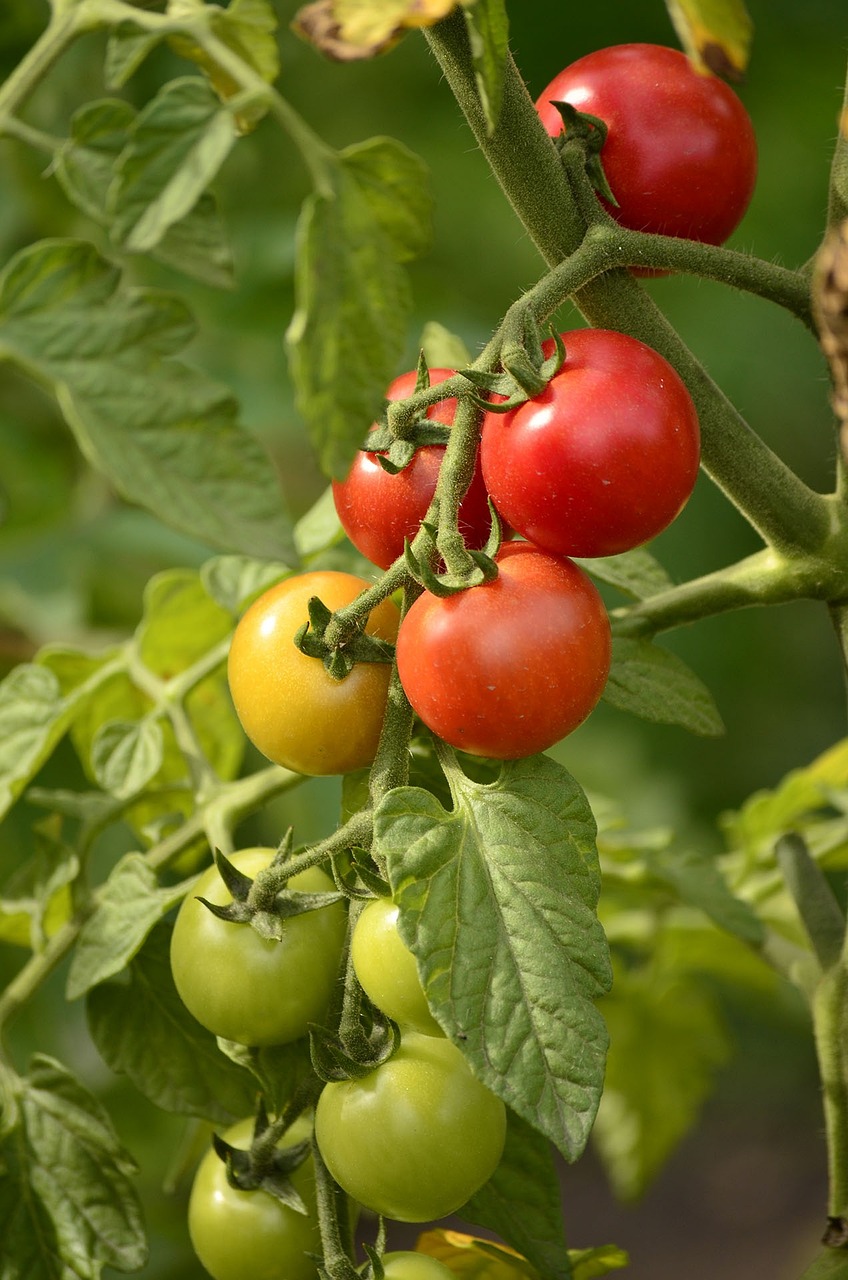 Tomate, été, semis