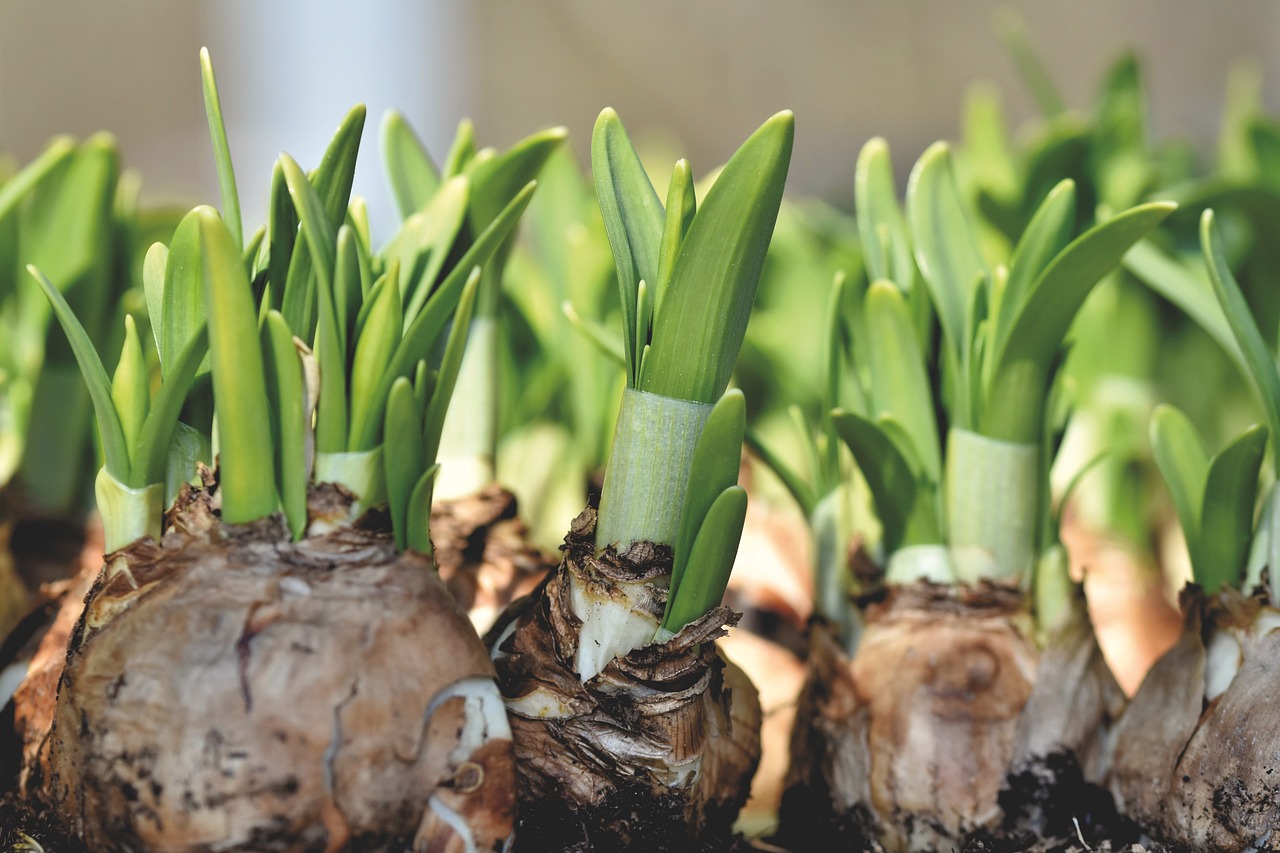 bulbes, printemps, Jacynthe, plantation, fleurs