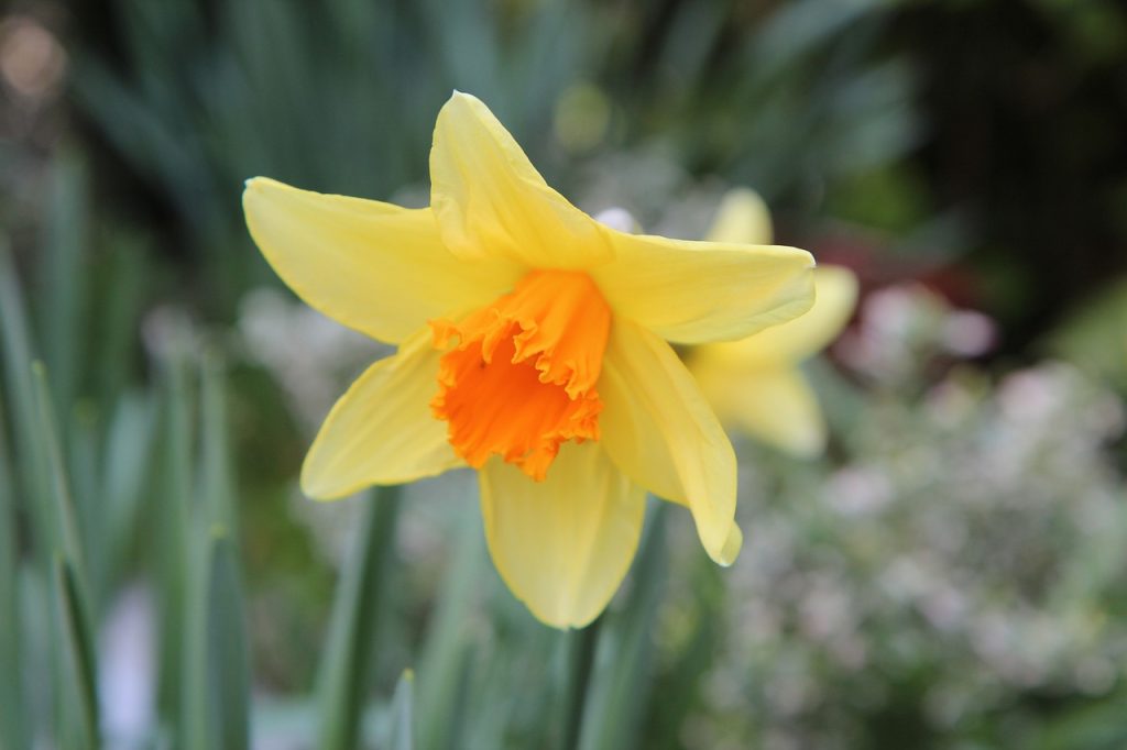narcisse, fleur, jaune, jonquille