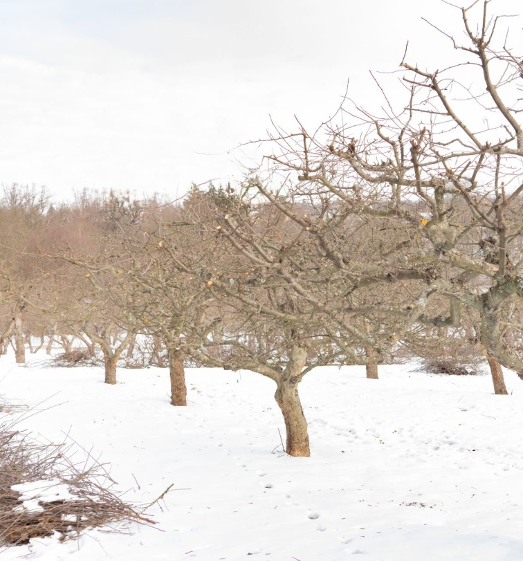 Taille arbres fruitiers, pommier, poirier, cerisier, prunier