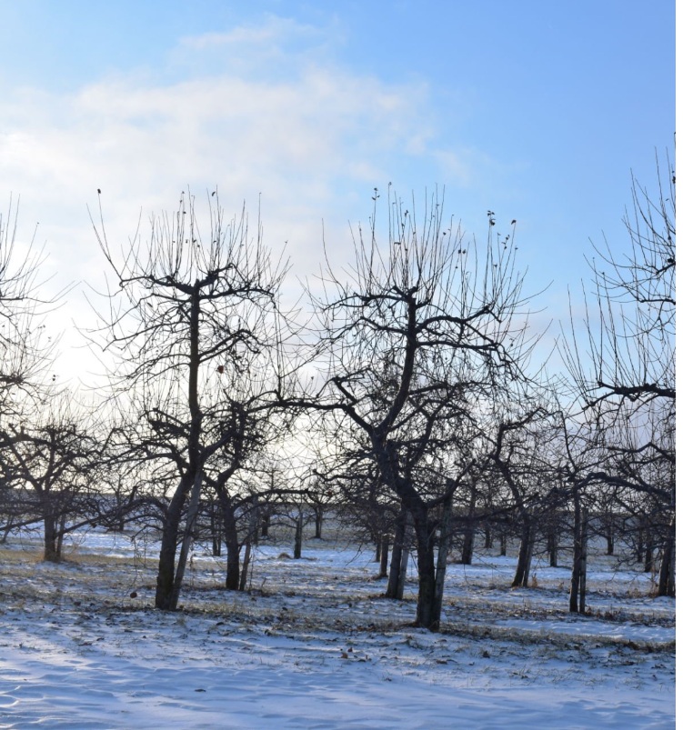 Taille arbres fruitiers, pommier, poirier, cerisier